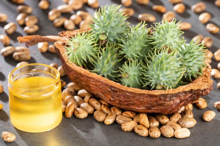 Ricinusolaj szemöldök